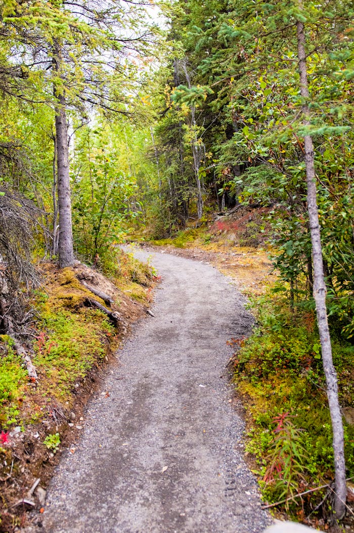 Tranquil forest pathway in Healy, Alaska, offering a serene outdoor experience.