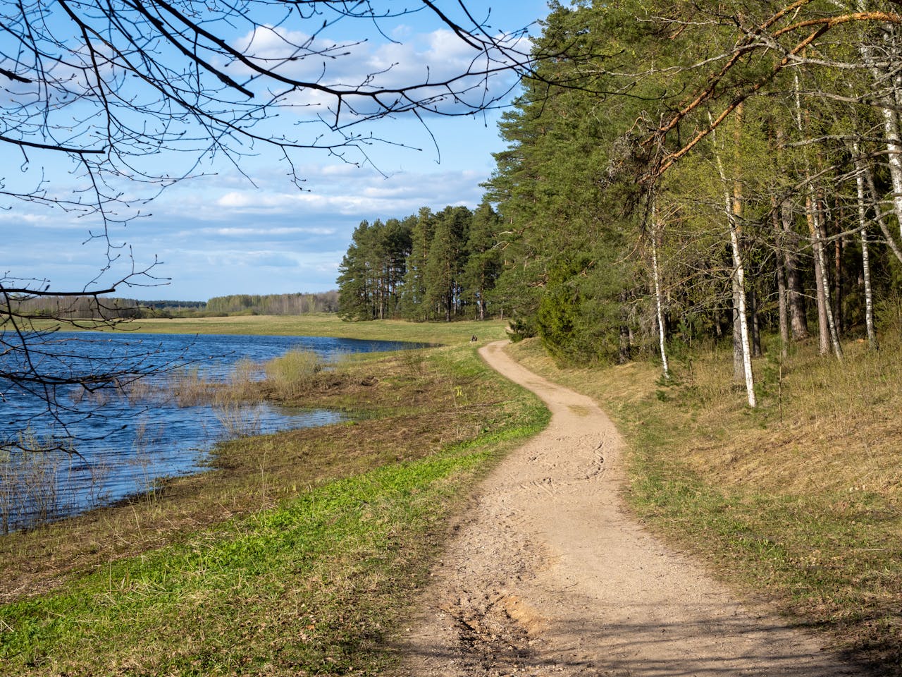 Beautiful forest pathway beside a tranquil lake under a clear blue sky.