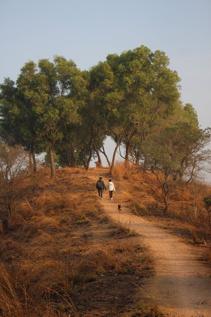 A couple walks their dog on a rural path lined with lush trees on a sunny day.